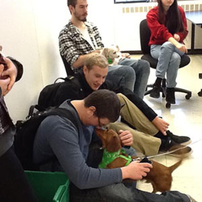 students relax with therapy dogs
