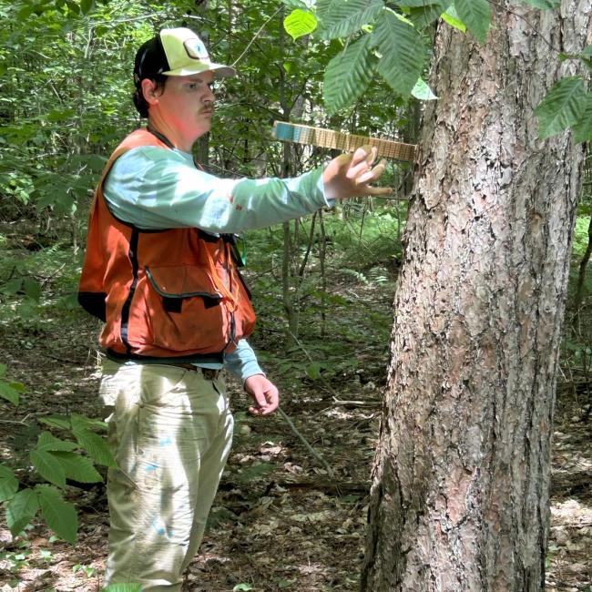 Hunter White scaling a red pine tree during his internship