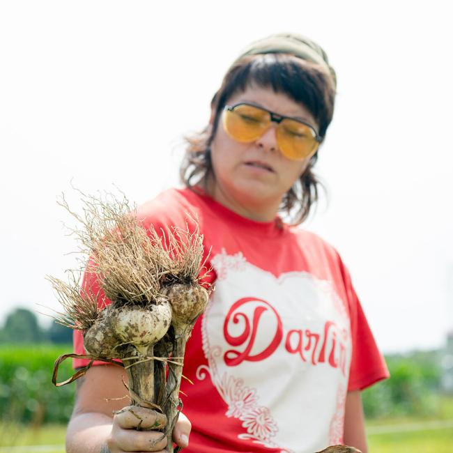 Kate Bolen harvests garlic at the organic farm