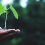 hand holding plant sprout and dirt